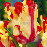 Hectarul - Bulbi de lalea Flaming Parrot, 5 bulbi